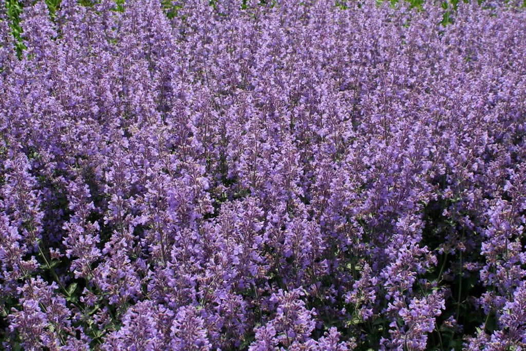 Lavandula angustifolia Folgate