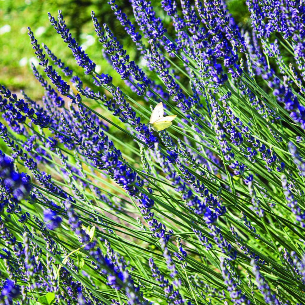 lavanda