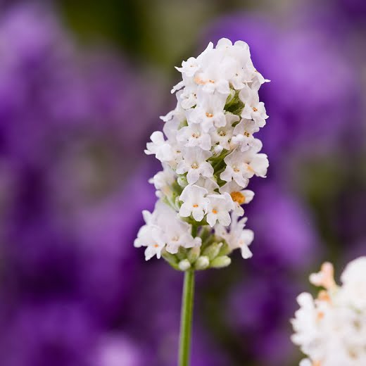 lavanda alba nana