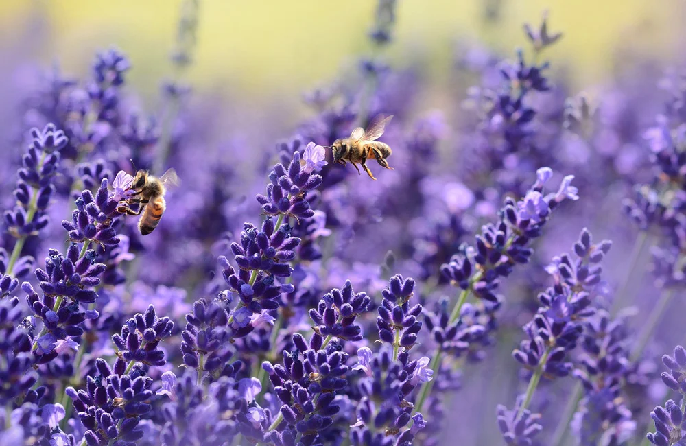 lavanda budrovka