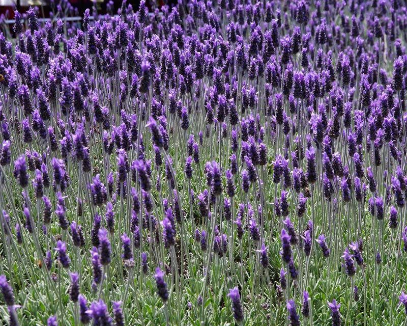 lavanda dentata