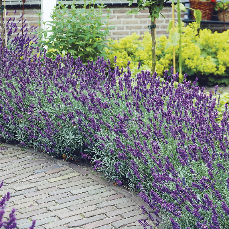 lavanda hidcote