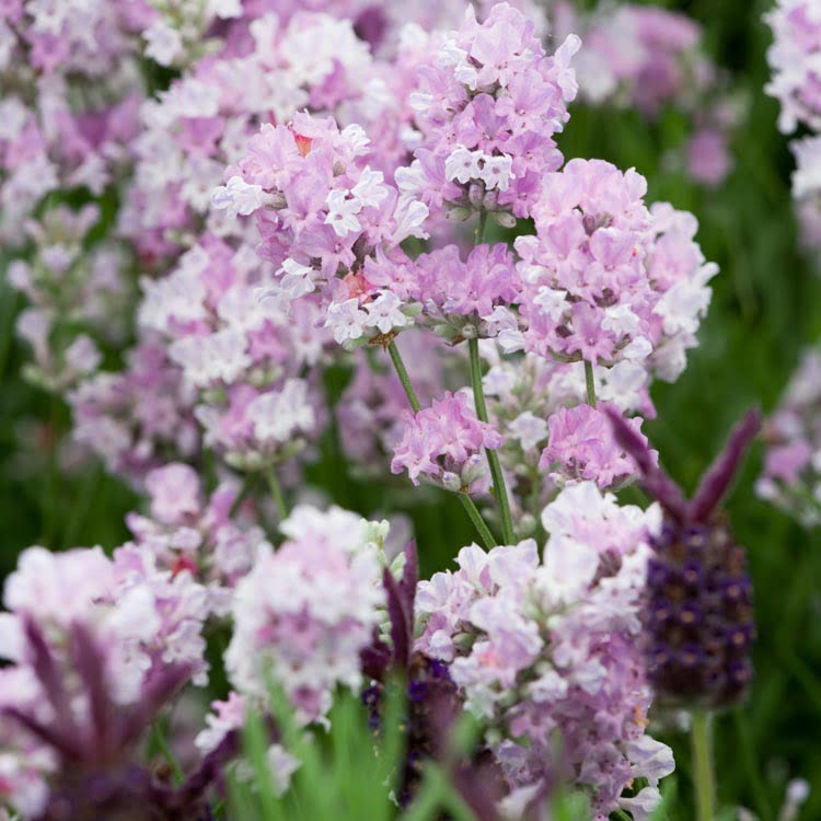 lavanda little lottie