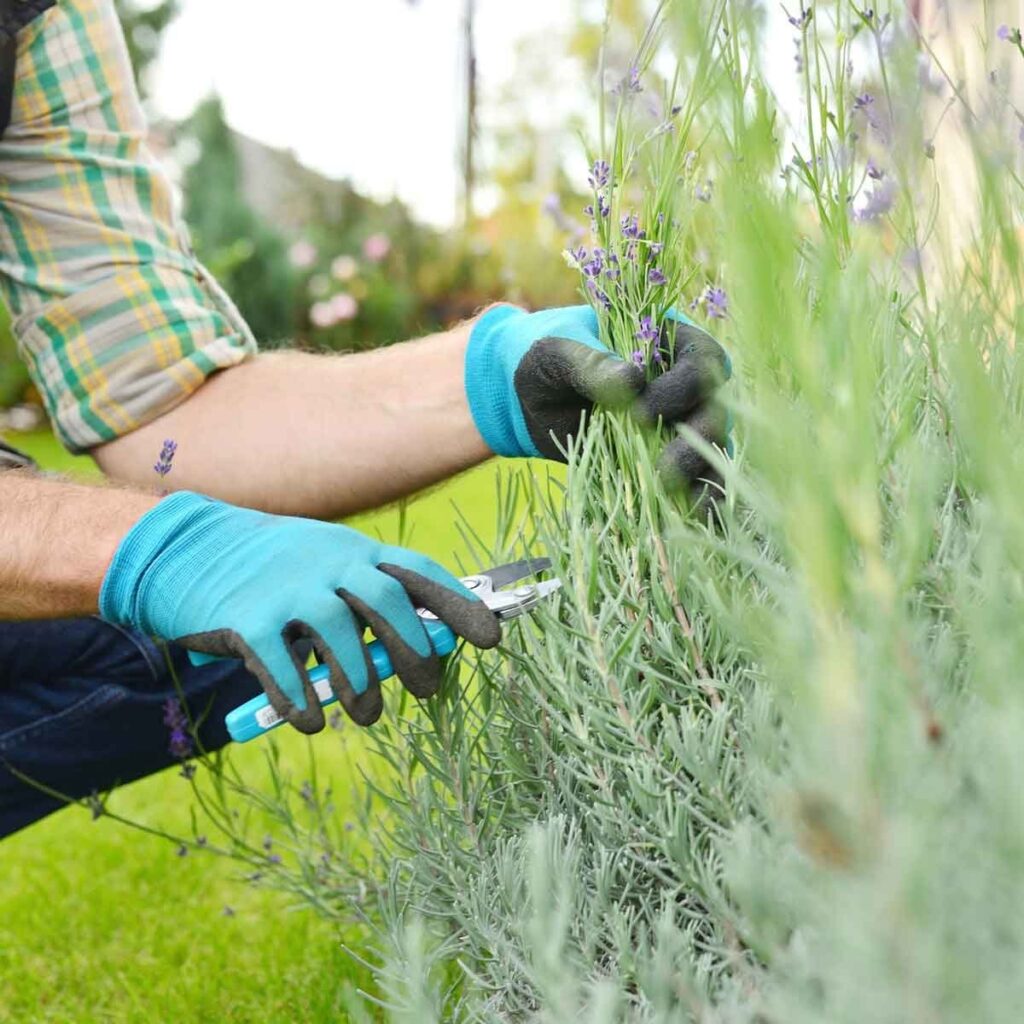Lavanda u saksiji? Kako? 9 lavanda orezivanje