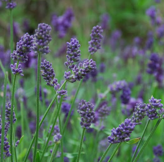 lavanda provence