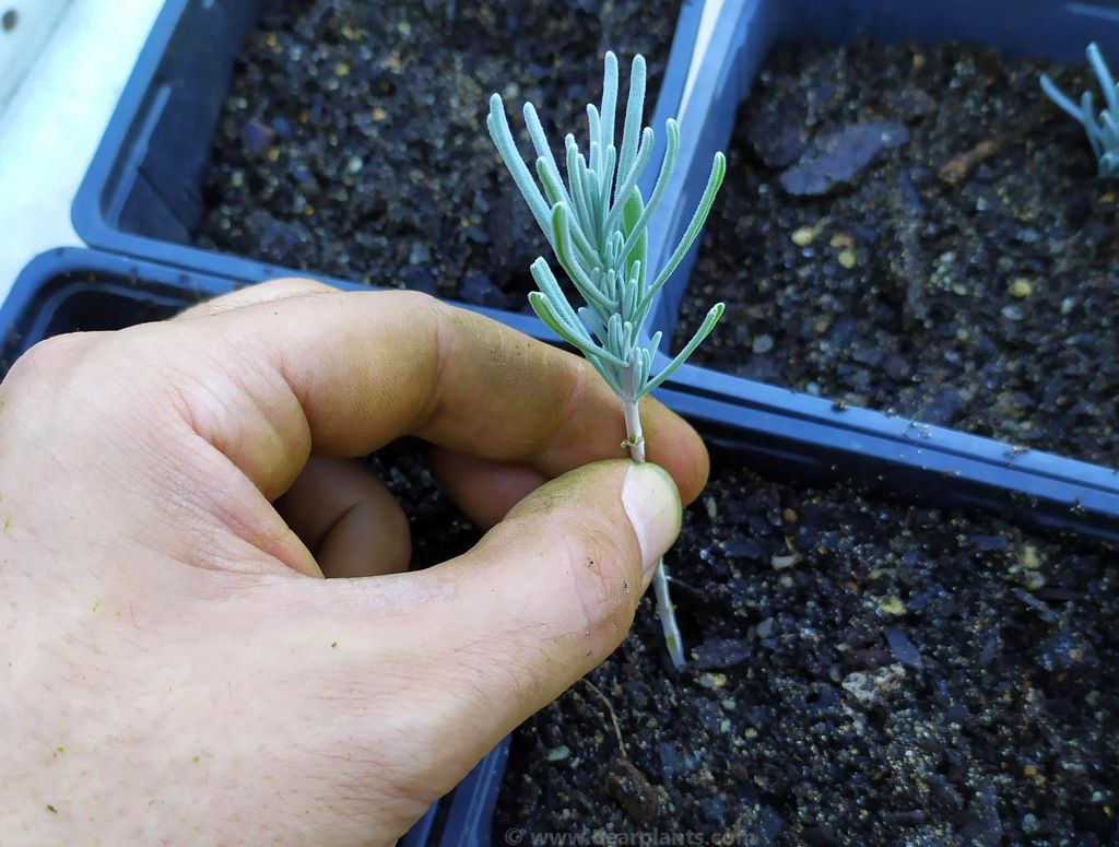 lavanda reznica