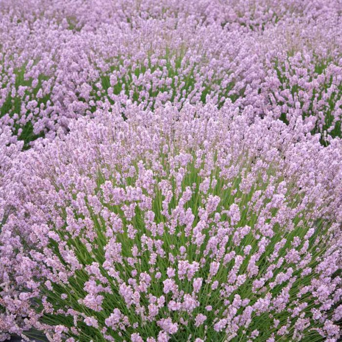 lavanda rosea