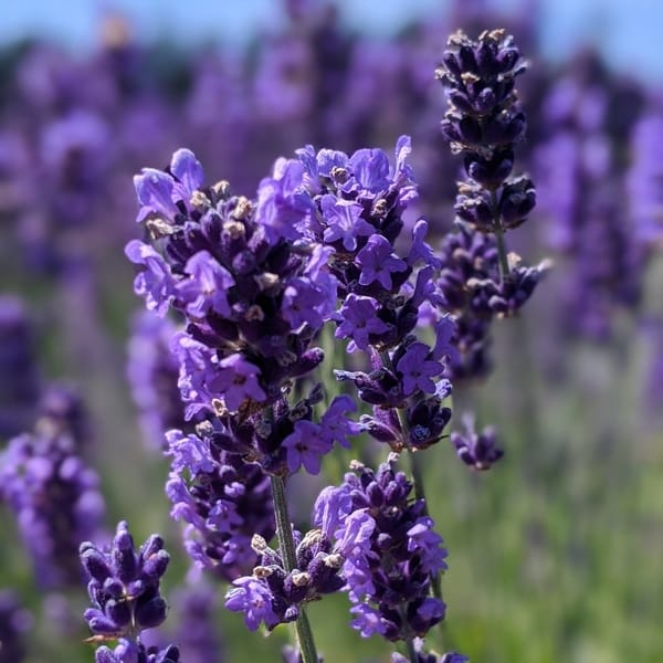 lavanda royal velvet