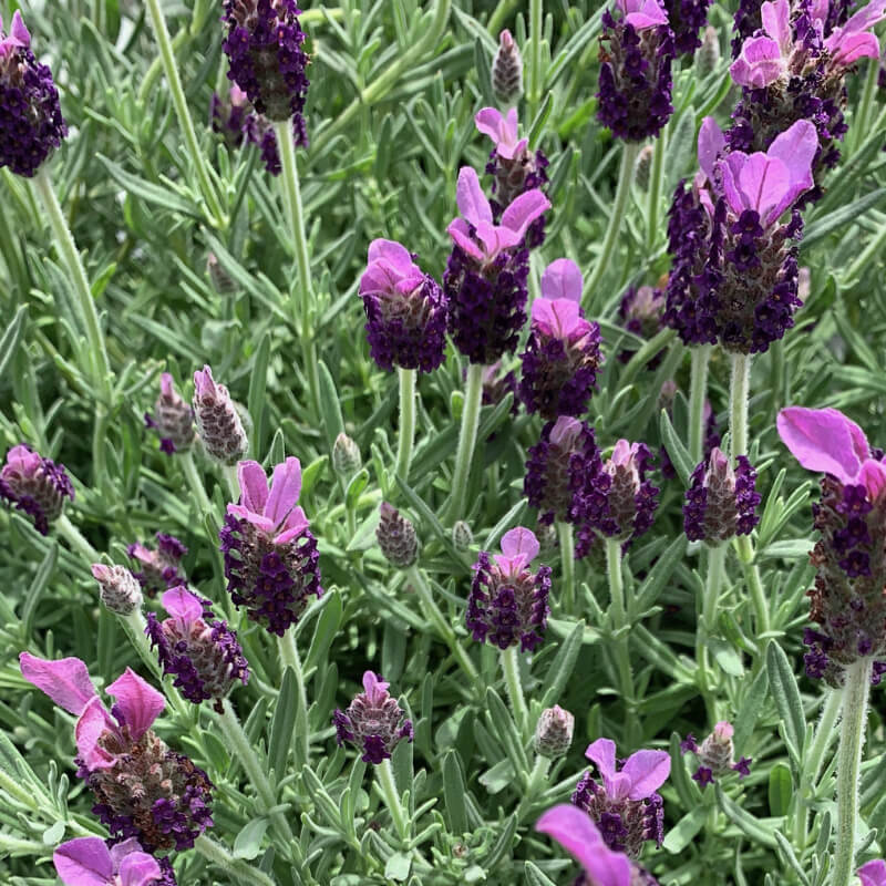 lavanda stoechas