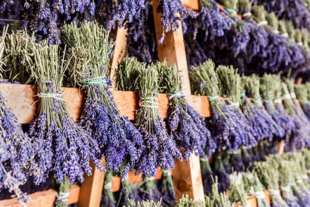 Lavanda u saksiji? Kako? 11 lavanda susenje