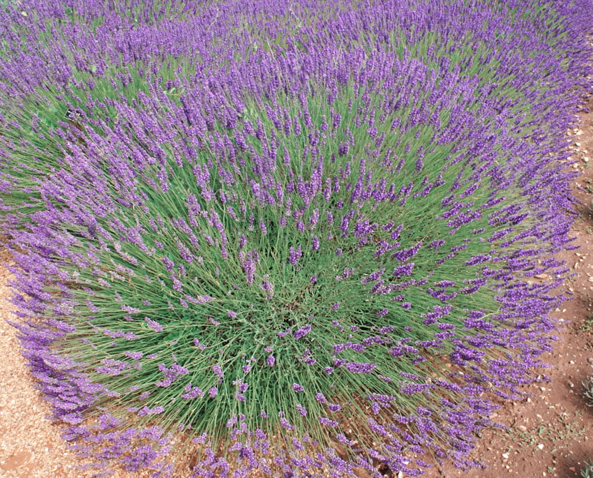 lavanda x intermedia