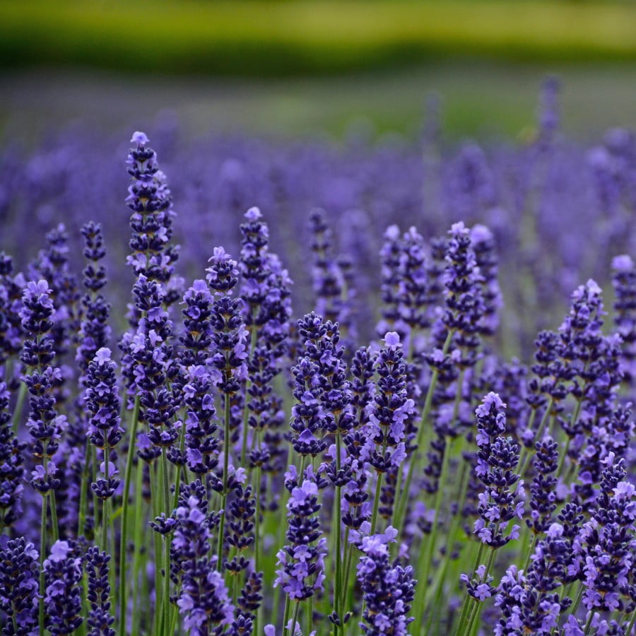 lavender munstead