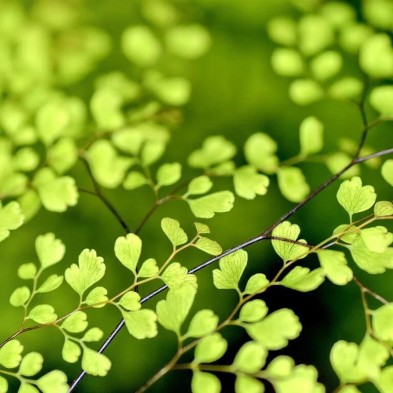 Veganska kozmetika. Zašto? 32 veganska kozmetika