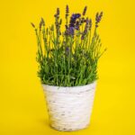 lavanda-u-saksiji