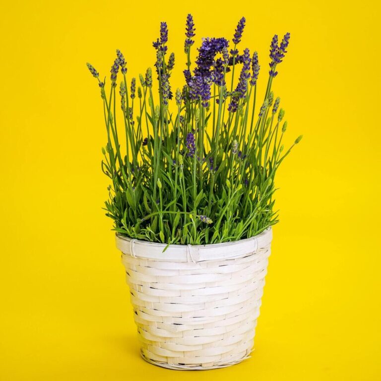 Lavanda u saksiji? Kako? 10 lavanda-u-saksiji