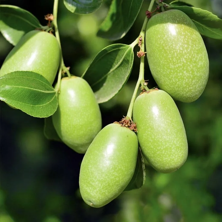 jojoba prirodna kozmetika