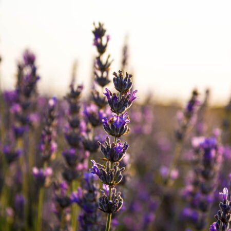 lavender field