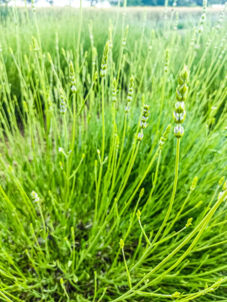 Berba lavande - Kada se bere lavanda? 3 kadaautoseautobereautolavanda1