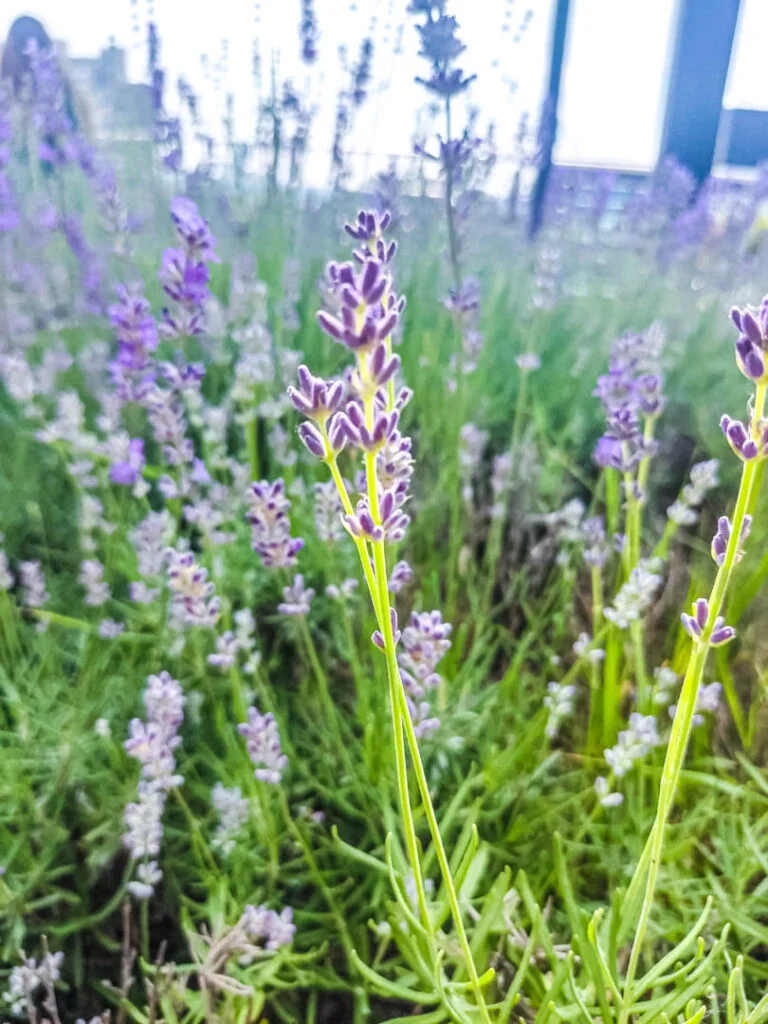 Berba lavande - Kada se bere lavanda? 4 kadaautoseautobereautolavandaauto2