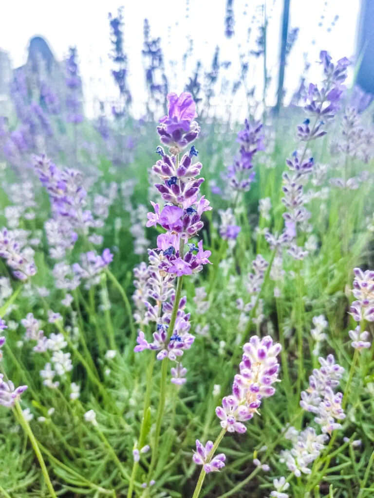 Berba lavande - Kada se bere lavanda? 5 kadaautoseautobereautolavandaauto3