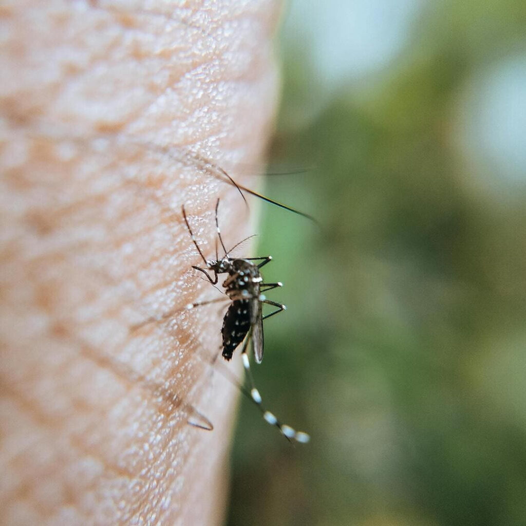 lavanda-protiv-komaraca