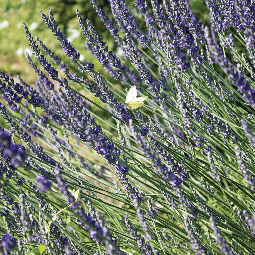 Prirodni sapun od lavande - put od mirisnog polja do proizvoda 2 lavender-balavander