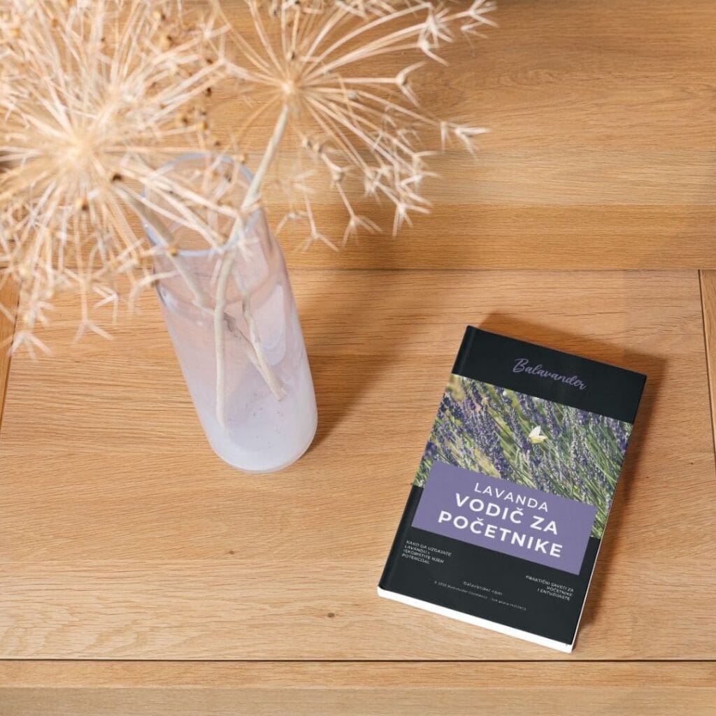 lavanda-vodic-ca-pocetnike-3