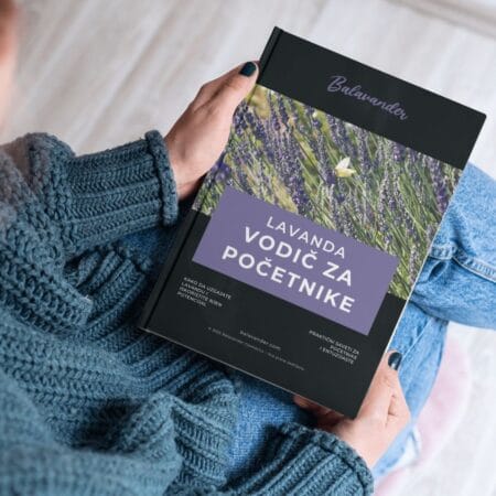lavanda-vodic-ca-pocetnike-4