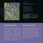 lavanda-vodic-za-pocetnike-preview-5lavanda-vodic-za-pocetnike-preview-5