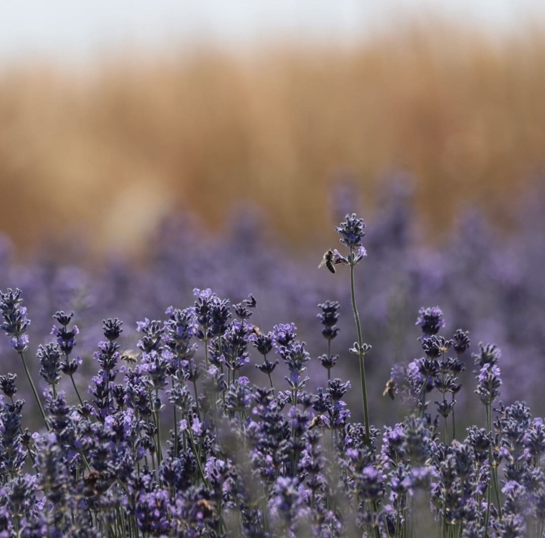 lavanda-u-srbiji