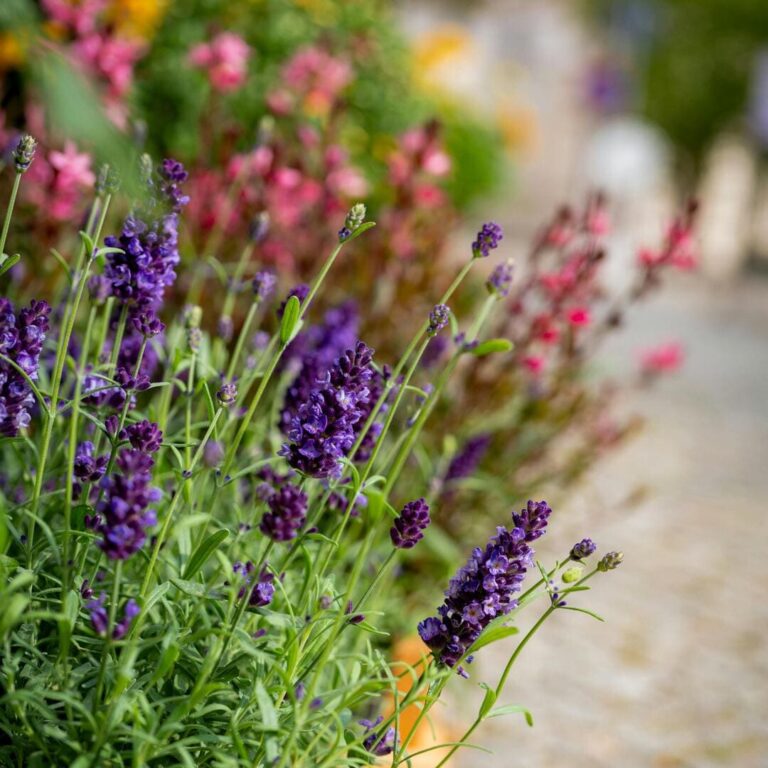 lavanda-u-dvoristu-1