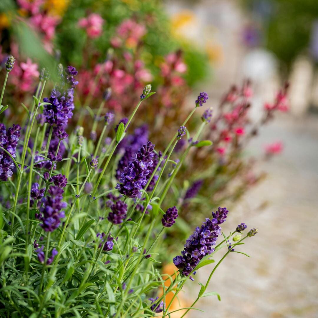 lavanda-u-dvoristu-1