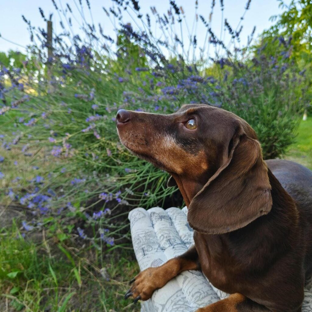 lavanda-u-dvoristu-3