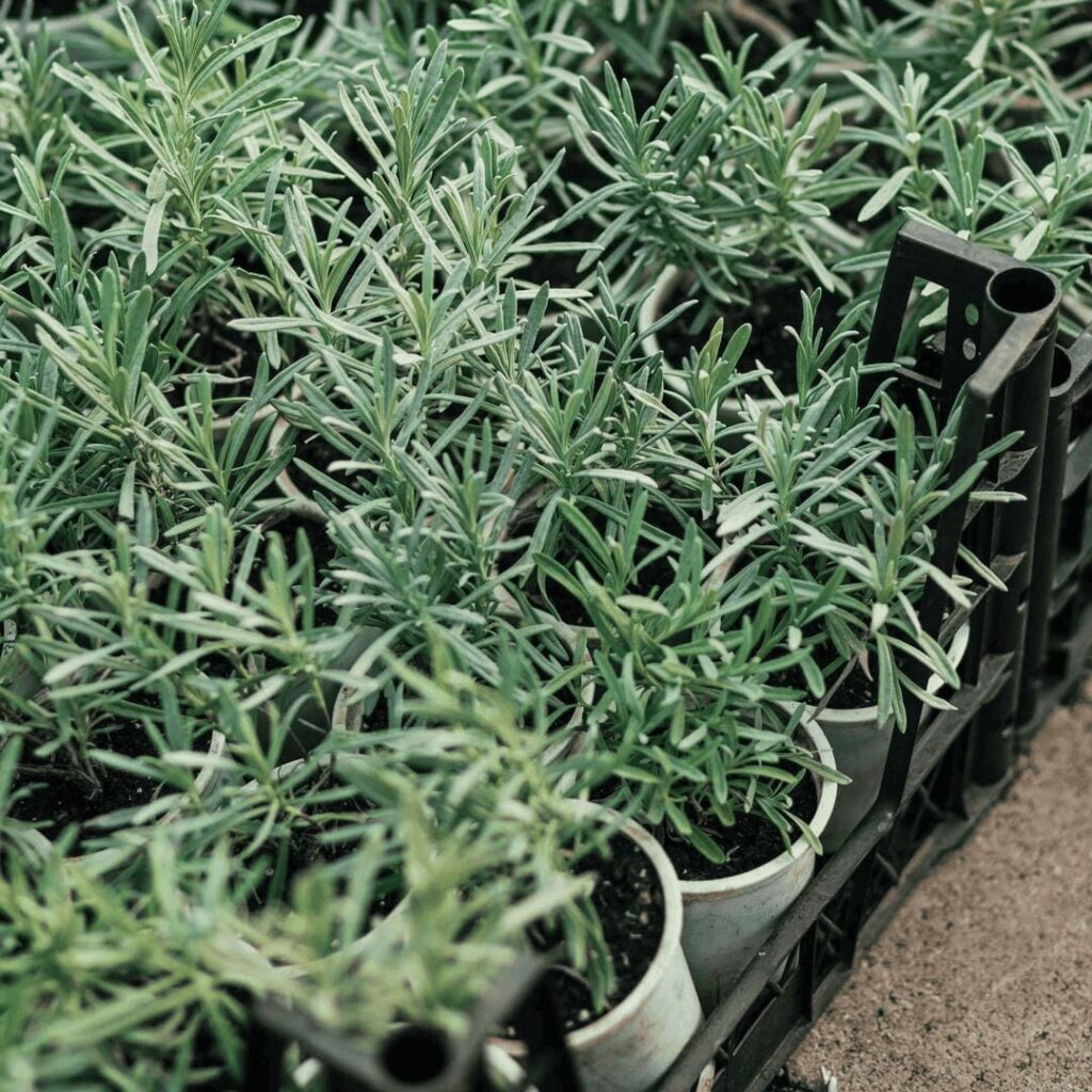 lavanda-u-dvoristu-4